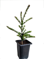 lonicera m78